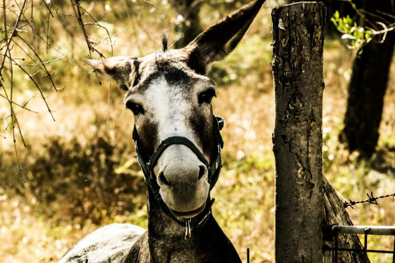 Montanari Agrivillage Narni Kültér fotó