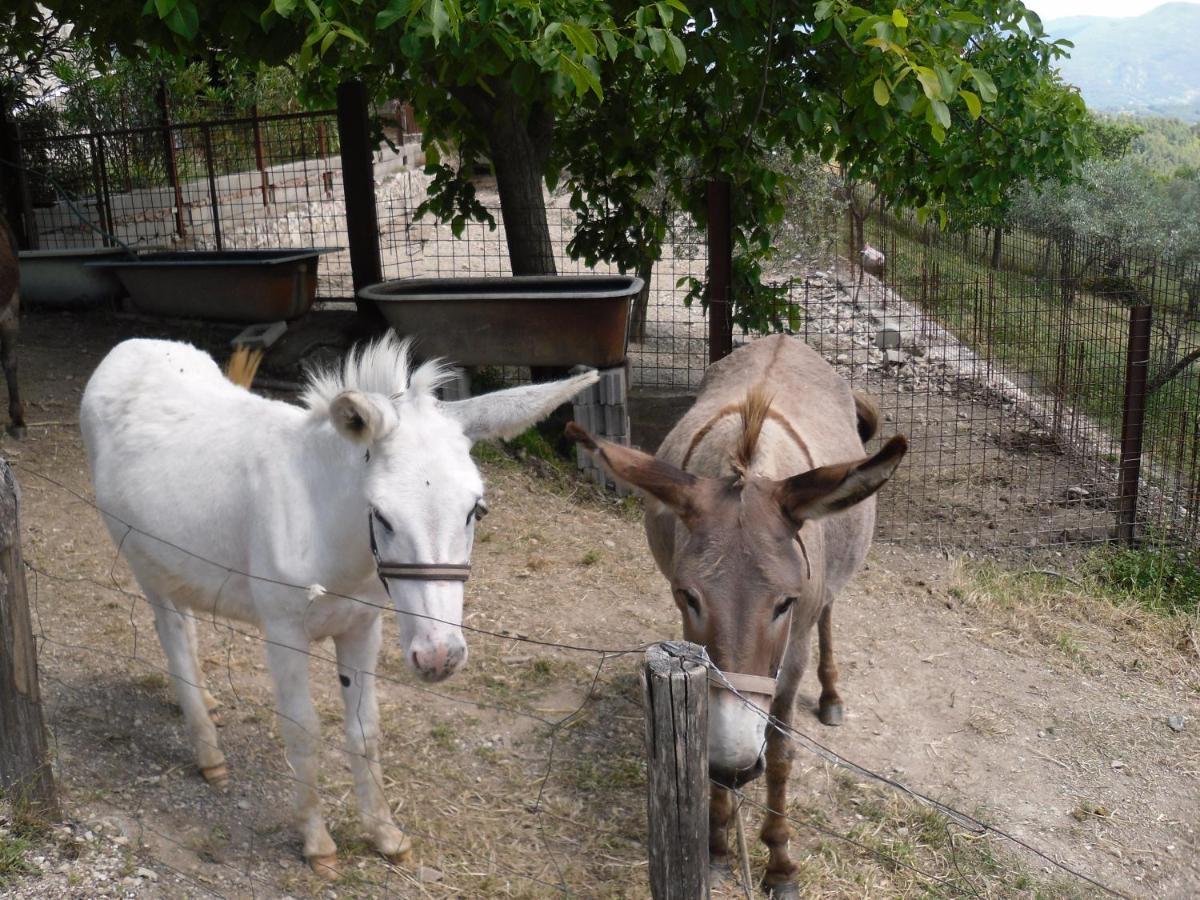 Montanari Agrivillage Narni Kültér fotó