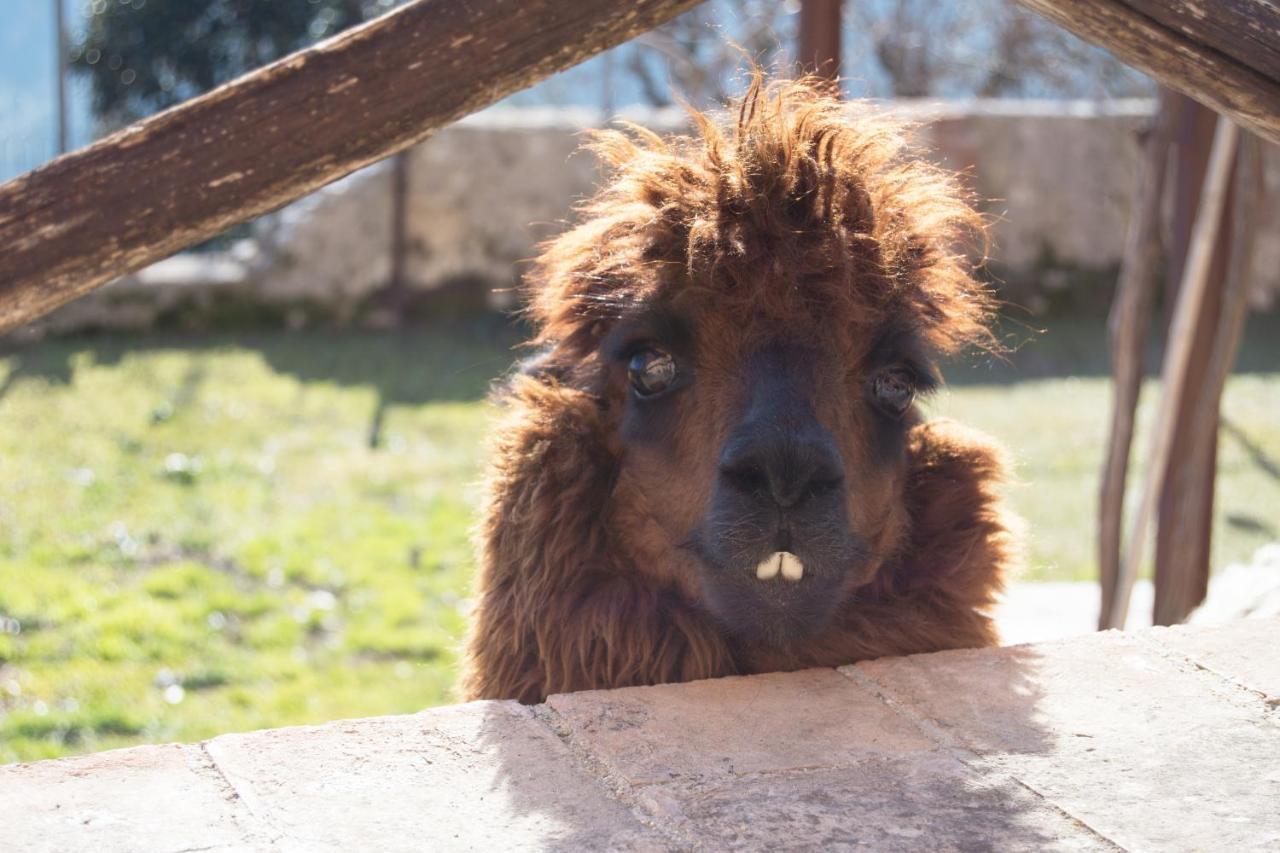 Montanari Agrivillage Narni Kültér fotó